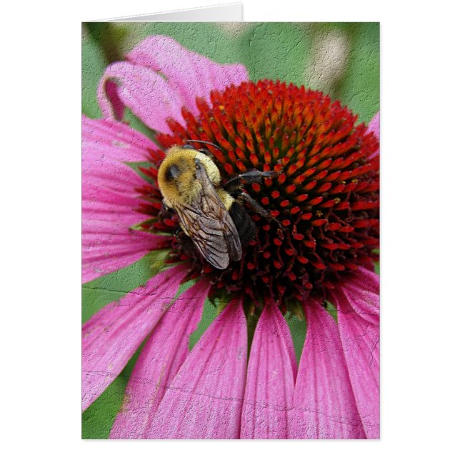 Hummelbiene 2 (Vorne)