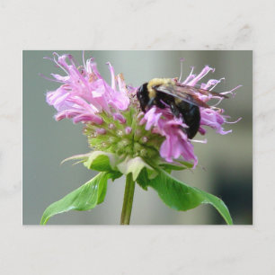 Hummelbiene auf Bienenstock Blume Postkarte 2