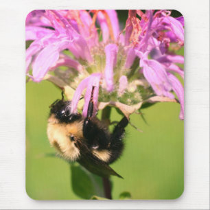 Hummelbiene auf der Bienenbalm-Blume Mousepad