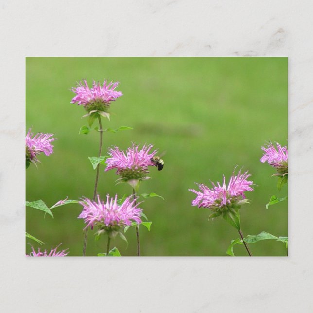 Hummelbiene auf der Bienenbalm-Blume Postkarte (Vorderseite)