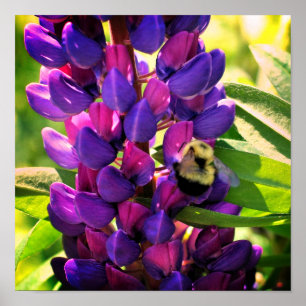 Hummelbiene auf der Blume der wilden Lupine Nah Poster