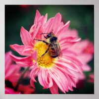 Hummelbiene auf rosa Daisy Blume 2