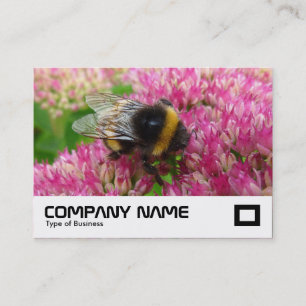 Hummelbiene auf Sedum Visitenkarte