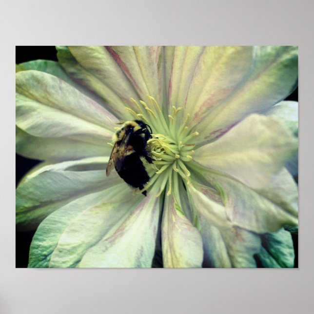 Hummelbiene auf White Clematis Blume Poster (Vorne)