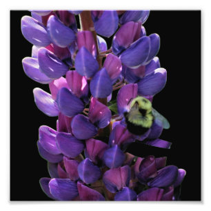Hummelbiene auf Wild-Lupine-Blume Nah 8x8 Fotodruck