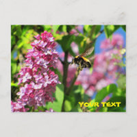 Hummelbiene schwebt über Lilacs