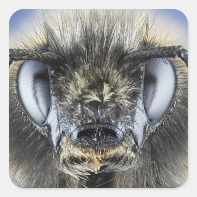 Hummelleiter Quadratischer Aufkleber (Vorderseite)