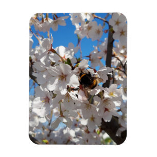 Hummeln auf der Blüte der Wildkirsche Magnet