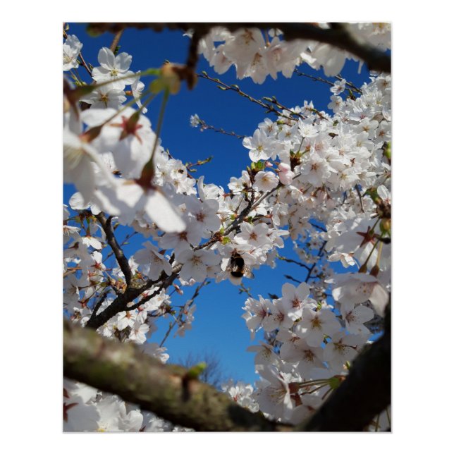 Hummeln auf der Blüte der Wildkirsche Poster (Vorderseite)