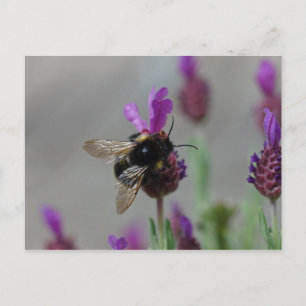 Hummeln auf der Lavendelpostkarte Postkarte