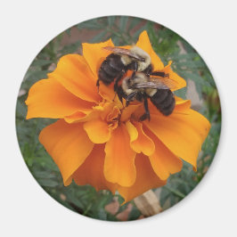 Hummeln auf der Marigold-Blume Magnet