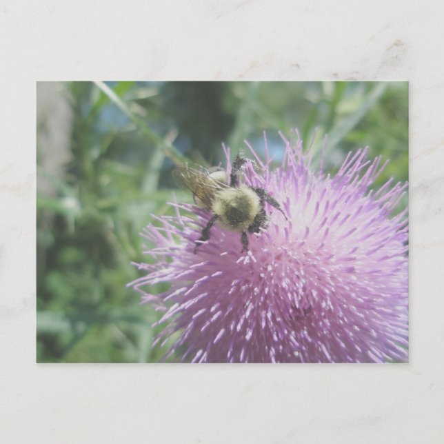 Hummeln auf der Thistle Postkarte (Vorderseite)