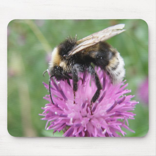 Hummeln auf einem Thistle-Mousepad Mousepad (Vorne)