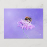 Hummeln auf einer Lila Blume