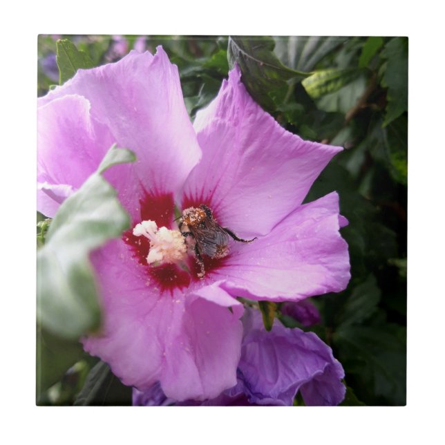 Hummeln auf Hibiskus Blume Fliese (Vorderseite)