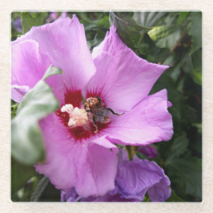 Hummeln auf Hibiskus Blume Glasuntersetzer