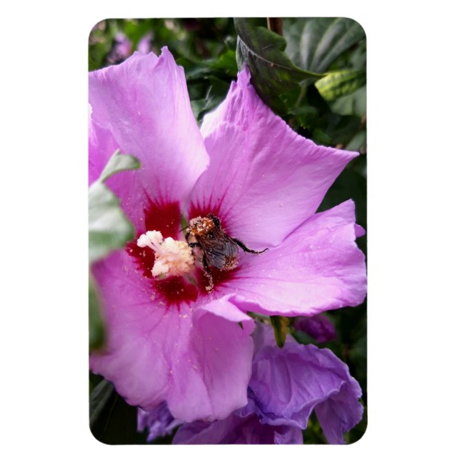 Hummeln auf Hibiskus Blume Magnet (Vertikal)
