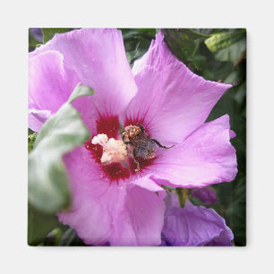 Hummeln auf Hibiskus Blume Magnet