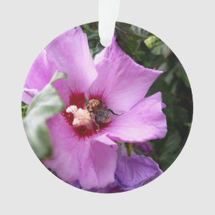 Hummeln auf Hibiskus Blume Ornament