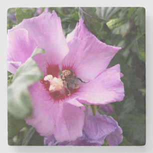 Hummeln auf Hibiskus Blume Steinuntersetzer