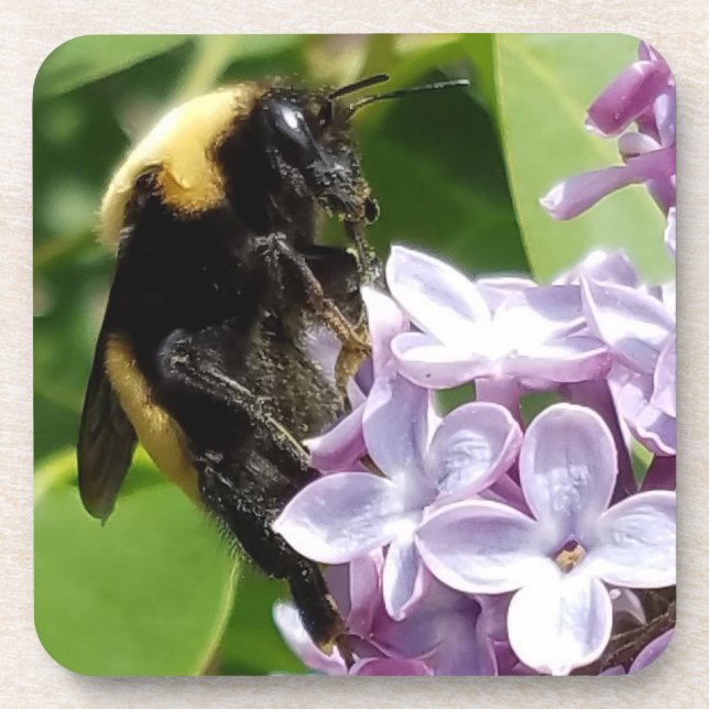 Hummeln auf Lilac nah von Djoneill Untersetzer (Vorderseite)