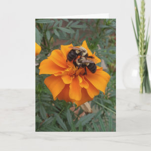 Hummeln auf Ringelblume Karte
