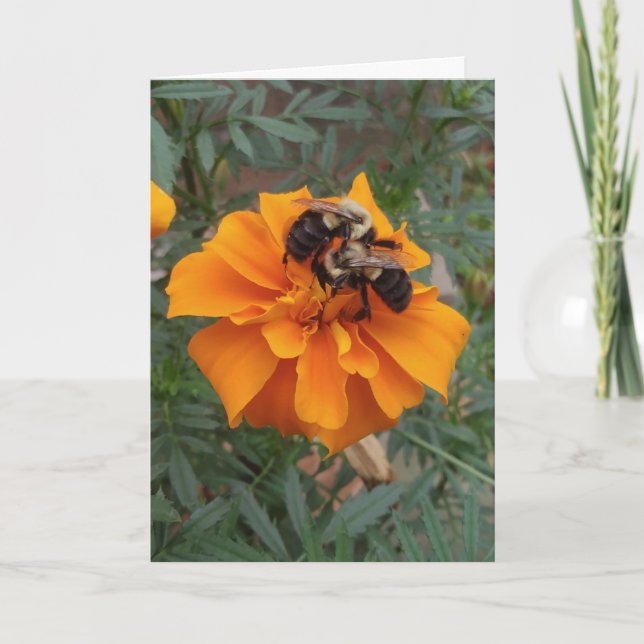 Hummeln auf Ringelblume Karte (Vorderseite)