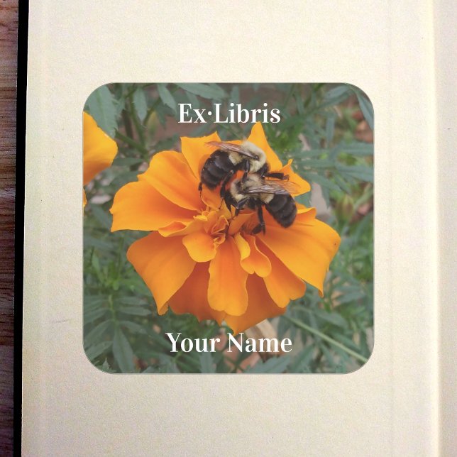 Hummeln auf Ringelblumen-Exlibris Quadratischer Aufkleber (Bumblebees on Marigold Bookplate in Old Book)