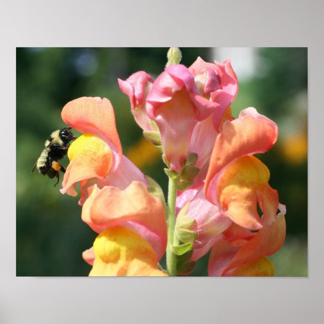 Hummeln auf Snapdragon Blume Natur Poster (Vorne)