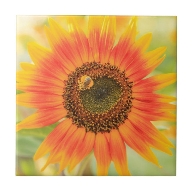 Hummeln auf Sonnenblume, Gemeindegarten Fliese (Vorderseite)