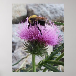 Hummeln ernten eine Lila Thristle-Blume Poster