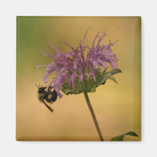 Hummeln Magnet