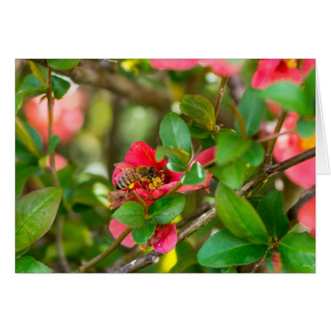 Hummeln und Azalea (Vorderseite (Horizontal))