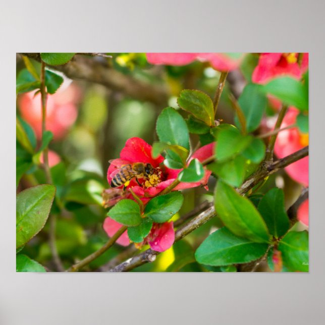 Hummeln und Azalea Poster (Vorne)