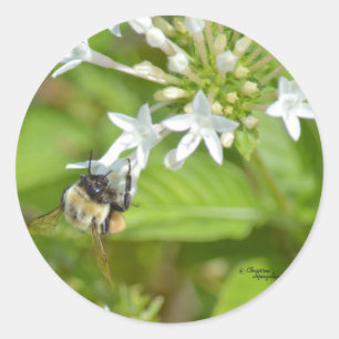 Hummeln und Blume Runder Aufkleber