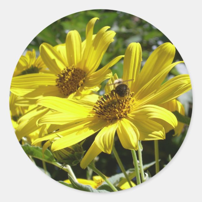 Hummeln und Sonnenblume Runder Aufkleber (Vorderseite)