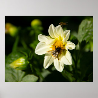Hummeln und weißes Dahlia-Foto Poster