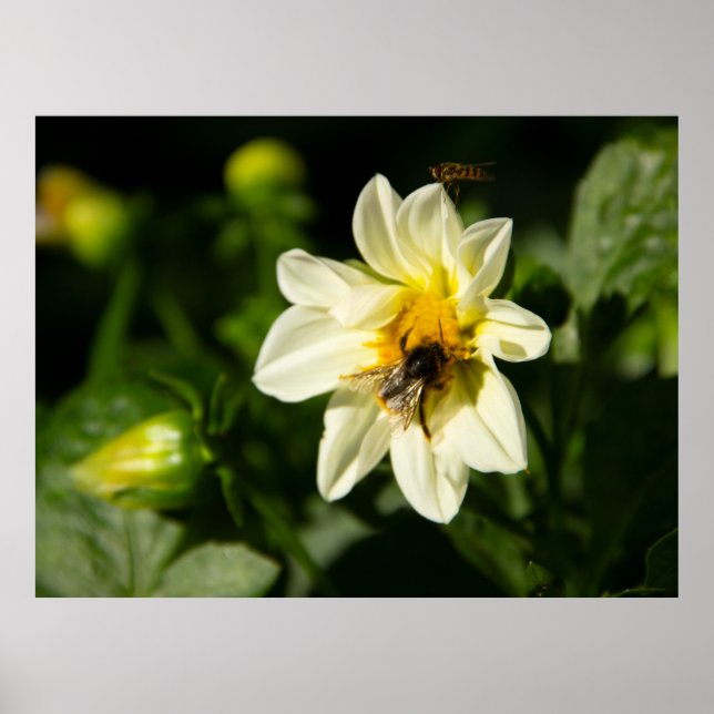 Hummeln und weißes Dahlia-Foto Poster (Vorne)
