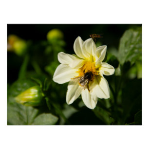 Hummeln und weißes Dahlia-Foto Poster
