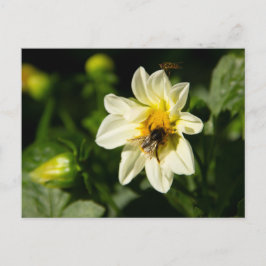 Hummeln und weißes Dahlia-Foto Postkarte
