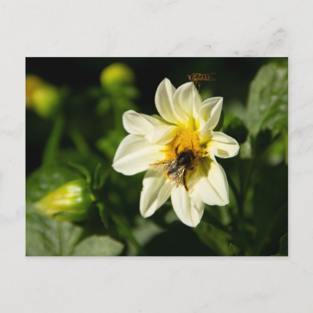Hummeln und weißes Dahlia-Foto Postkarte (Vorderseite)