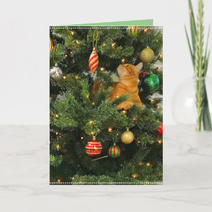 Hummeln: Weihnachtskarte "The Orange Kitty" Karte
