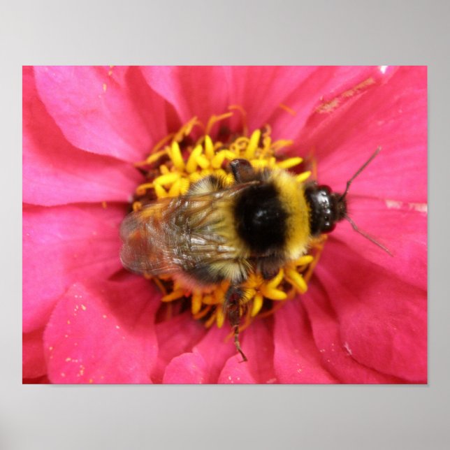 Hummelprint Poster (Vorne)