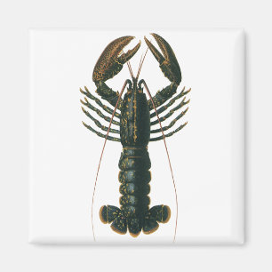 Hummer aus der Vintage-Zeit, Meeresleben-Krustenti Magnet