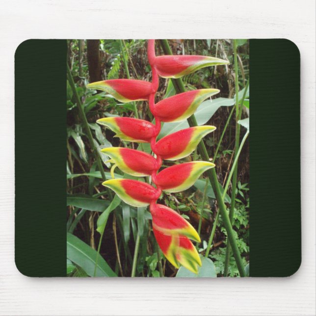 Hummer Claw Blume - Heliconia Rostrata Mousepad (Vorne)