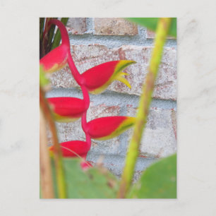 Hummer Claw Blume Heliconia Rostrata Postkarte