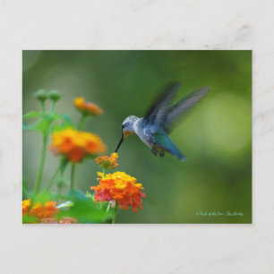 Hummer eines Kolibris! Postkarte