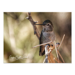 Hummer Fotodruck
