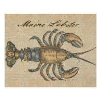 Hummer-Illustration Antique Maine Seafood