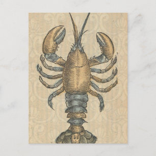 Hummer-Illustration Antique Maine Seafood Postkarte